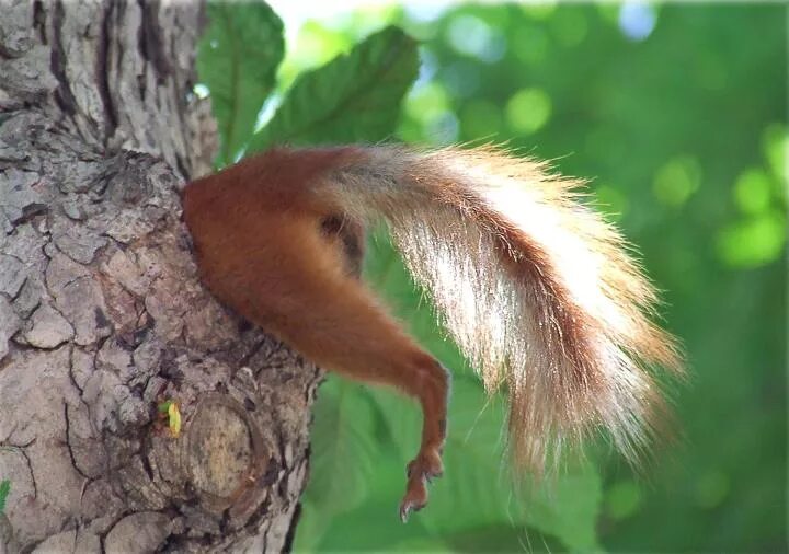 Беличьи менююю. Белка прыгает по веткам. Белка голова. Белка прыгает. Белкаа.