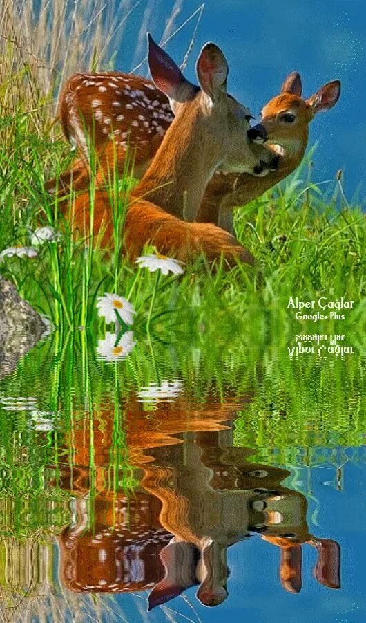 Анимации про животных. Красивая природа с животными. анимации природа и животные. красивые анимации природы с животными. красивые гифы с животными.