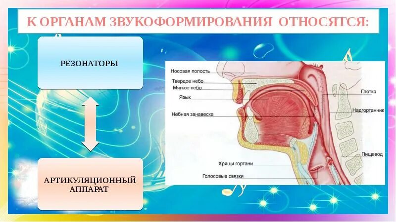 Образование звуков при помощи голосового аппарата. Строение голосового аппарата. звуковой аппарат человека. голосовой аппарат. строение певческого аппарата.