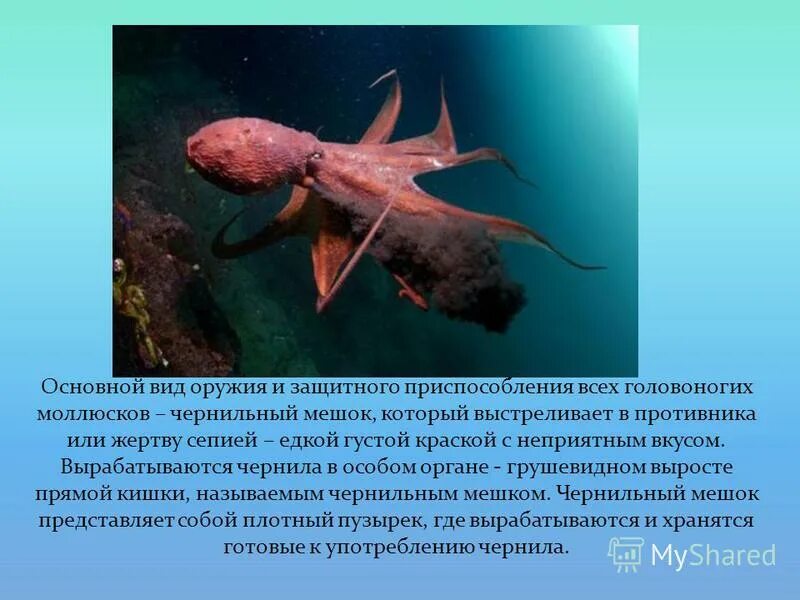 В минуту опасности некоторые головоногие выбрасывают. Морские обитатели кальмар. Как передвигается ракушка в воде. Чернильный мешок кальмара. Чернильный мешок.
