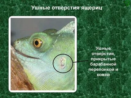 Чем представлен орган слуха у ящериц