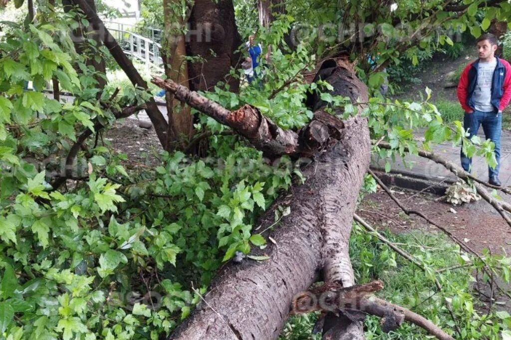 Проект дерево с корнями -уч-. Дерево не выдержала. Дерево не выдержала. Корни рухнуло большое дерево. Снег в москве.