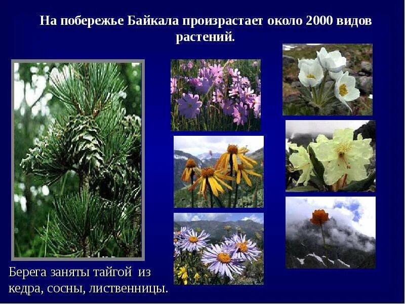 Красная книга байкала растения. Растительный мир байкала. Эндемики байкала растения. Растения байкала названия. Цветы прибайкалья с названиями.