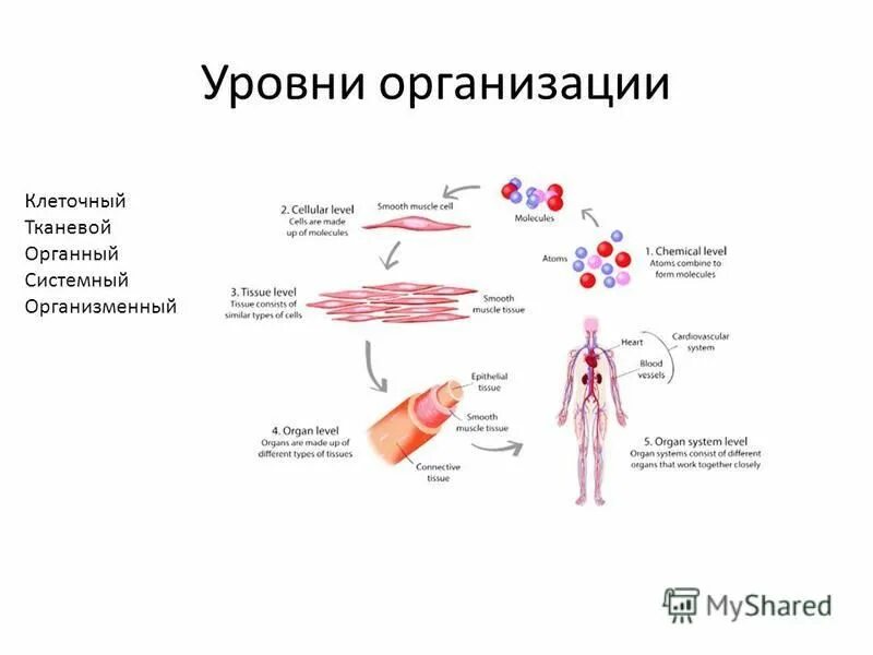 Уровни организации молекулярный клеточный тканевый органный. Уровни организации материи. Уровни организации живой материи органный уровень. Структура организменного уровня организации. Уровни клеточный тканевый.