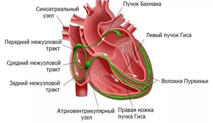 Тракты сердца. Строение сердца пучок гиса. пучка гиса и волокна пуркинье. строение сердца ножки гиса. синоатриальный узел сердца.