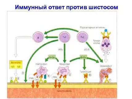 Иммунная система паразит