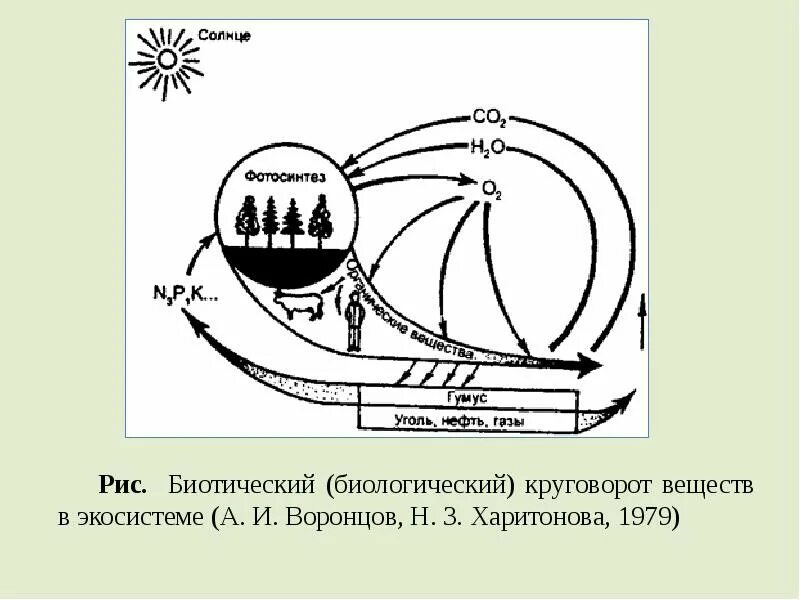 Схема малого биотического круговорота веществ. Биотический круговорот веществ схема. Биотический круговорот это в экологии. Биотический круговорот схема.