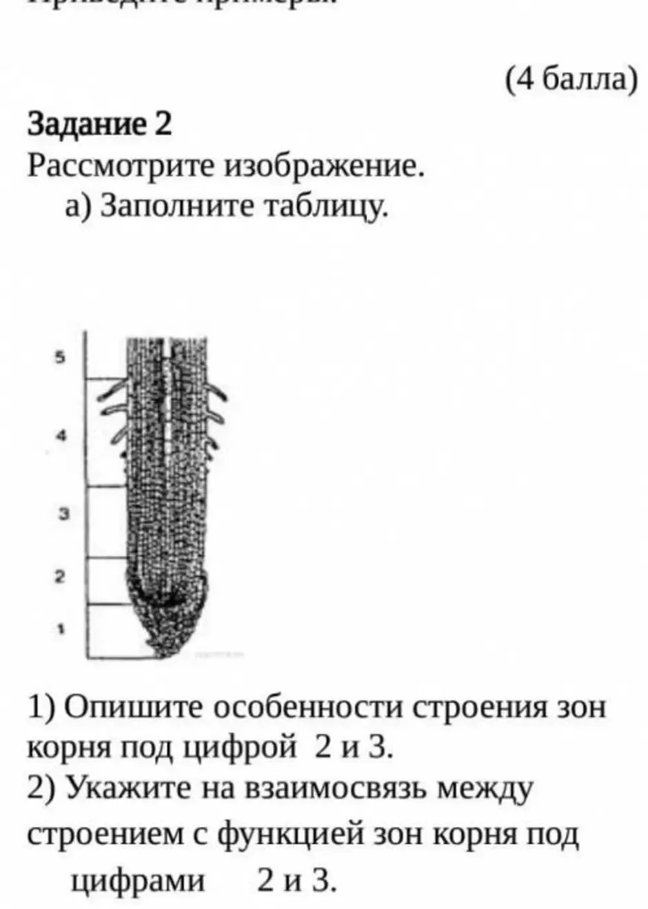 Задания строение корня. Зоны корня 6 класс биология рисунок. Таблица зоны корня 6 класс биология. Зоны корня 6 класс биология. Микроскопическое строение корня 6 класс биология таблица.