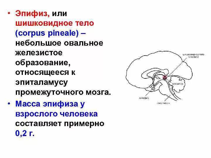 Шишковидная железа. Декарт шишковидная тело. Эпифиз мозга анатомия. Эпифиз или шишковидное тело. Промежуточный мозг эпифиз.