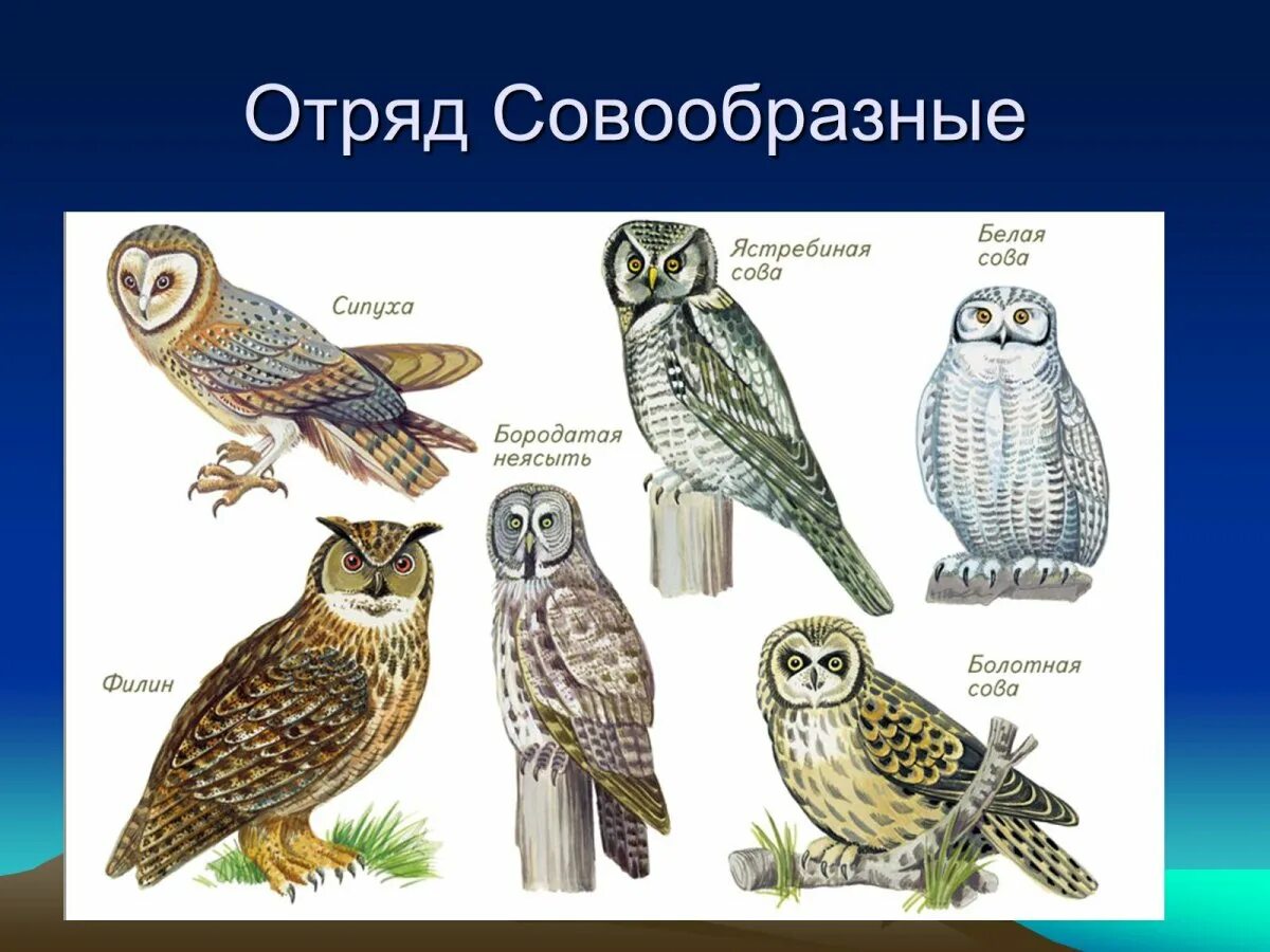 Отряд совиных представители. Совообразные птицы представители. Представители отряда Совы. Сова виды и названия.