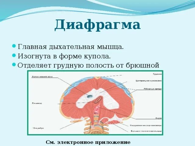 Выполняет функцию диафрагмы. Диафрагма Главная дыхательная мышца. Грудная полость отделена от брюшной диафрагмы. Главной дыхательной мышцей является диафрагма. Диафрагма у детей Главная дыхательная мышца.