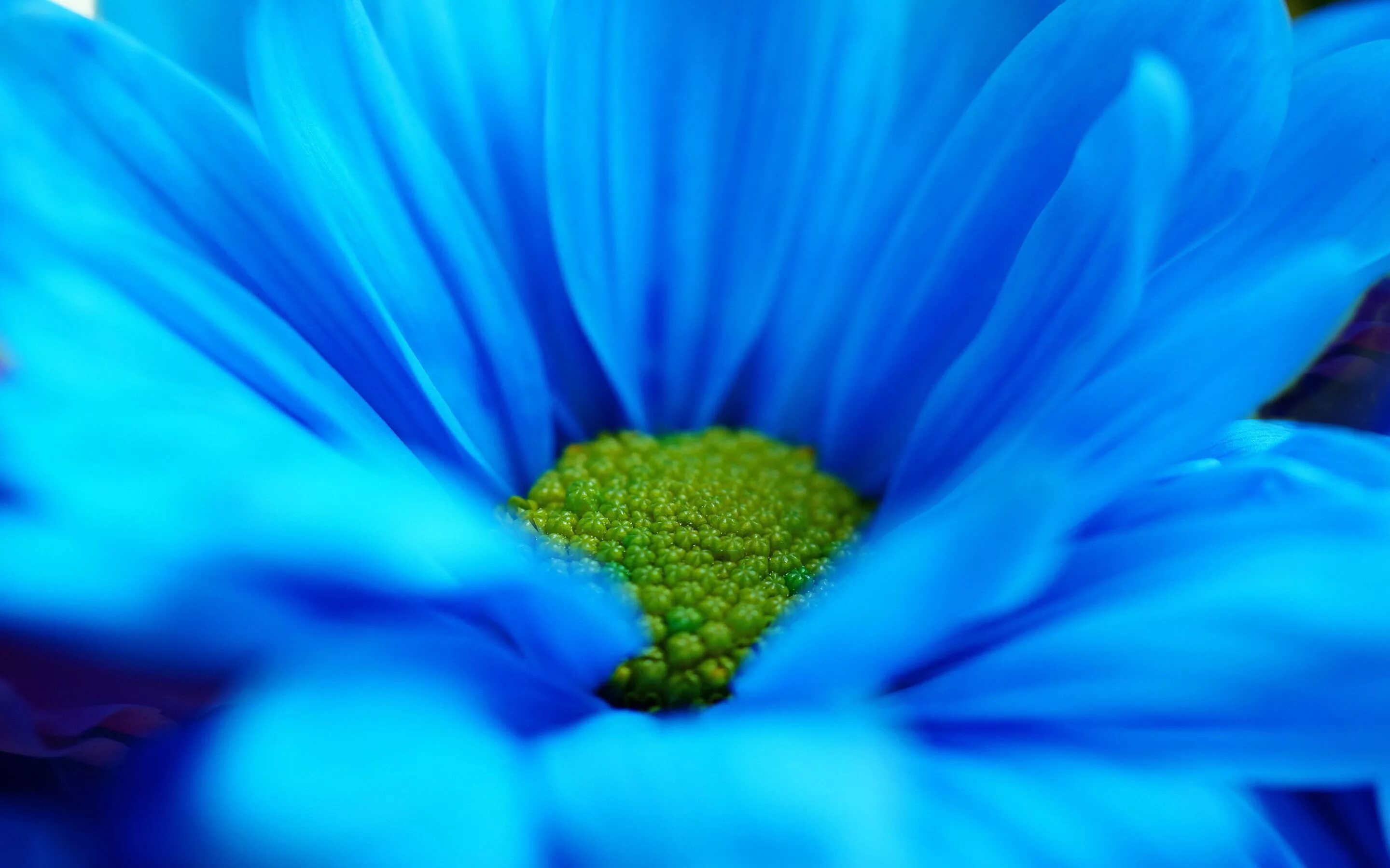 Синий самый любимый цвет. Синие цветы. Ярко голубой цвет. Красивый синий цвет. Цветы на синем фоне.