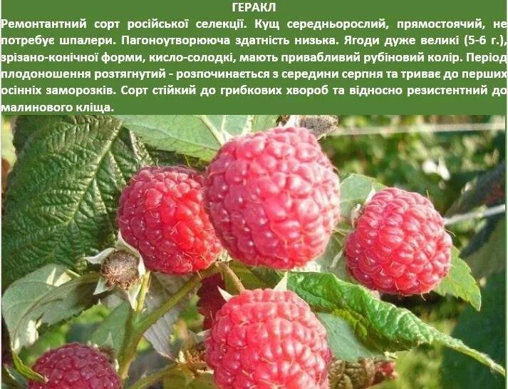 Малина - сорта, выращивание и уход - Фрилансер Анна Устинович austinovich - Порт