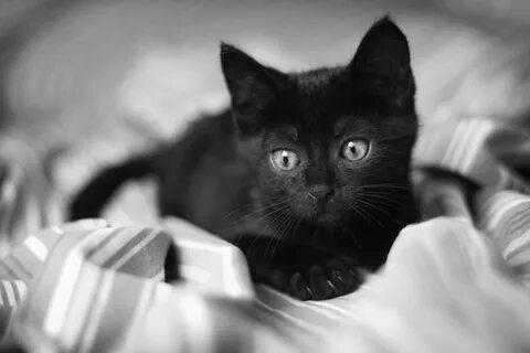 Обои котики черно белые