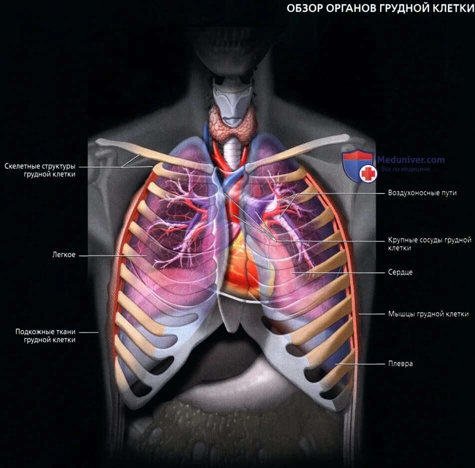 Анатомия органов грудной клетки. Расположение органов в грудной клетке. Анатомия грудной клетки внутренние органы.
