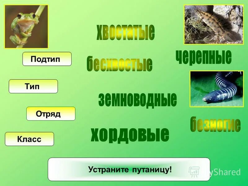 Тип подтип. Тип подтип класс отряд. земноводные тип подтип класс отряд. земноводные класс, подтип, тип. вид класс отряд.