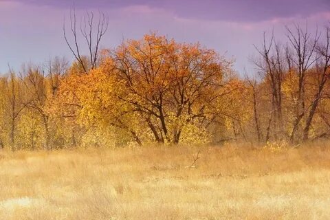 Желтеющий лес