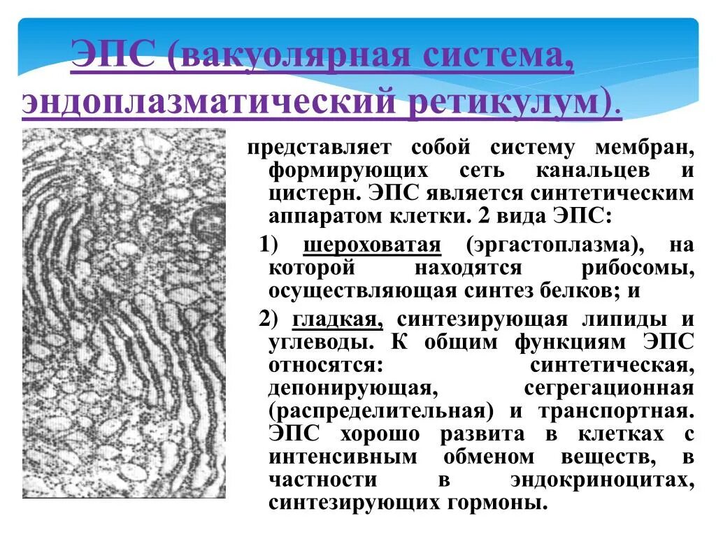 Представляет собой систему канальцев