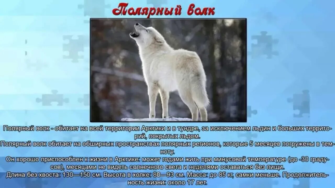 Полярный волк описание. Полярный волк описание. Северные волки текст. Информация о животных севера. Северный волк описание.
