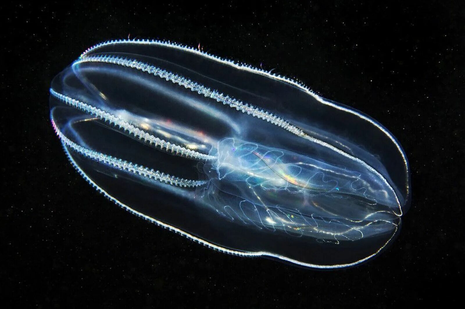 Comb jellies. Гребневик мнемиопсис. Гребневика Берое (Beroe ovata). Мнемиопсис медуза. Мнемиопсис медуза в черном море.