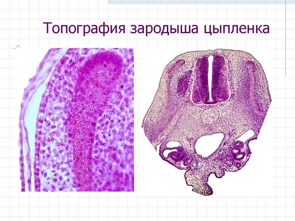 Зародыш гистология. Мезенхима поперечный разрез зародыша. мезенхима срез зародыша цыпленка. нервная трубка зародыша цыпленка. мезенхима зародыша курицы препарат.