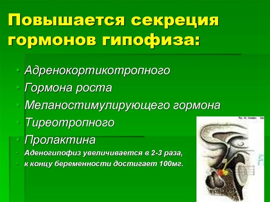 Гормон роста образуется в гипофизе. Секреция гормонов гипофиза. изменения секреции гормонов гипофиза. аденогипофиз секретирует гормоны:. тормозят секрецию гормонов гипофиза.