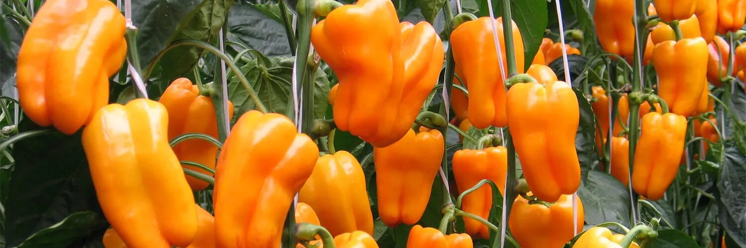 Перец острый, декоративный, комнатный: продажа Здесь можно покупать, продавать, 