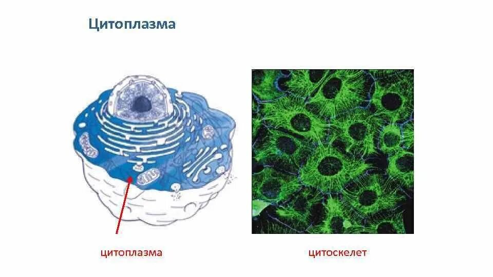 Цитоплазма рисунок. Плазматическая мембрана цитоплазма цитоскелет. Цитоплазма цитозоль цитоскелет. Цитоплазма делится на. Ячеистая цитоплазма.