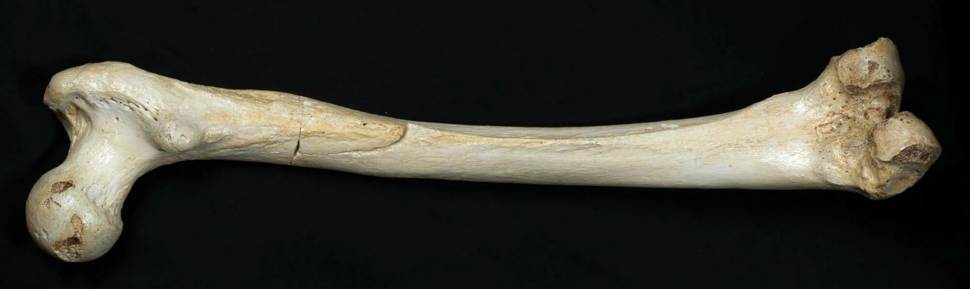 Образована тремя сросшимися костями. Малая берцовая кость мамонта. Человеческие кости. Натуральная кость.