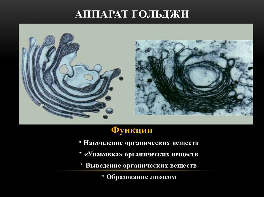 Органелла аппарат Гольджи. Аппарат Гольджи строение органоида. Аппарат Гольджи строение и функции. Аппарат гольджи это лизосома