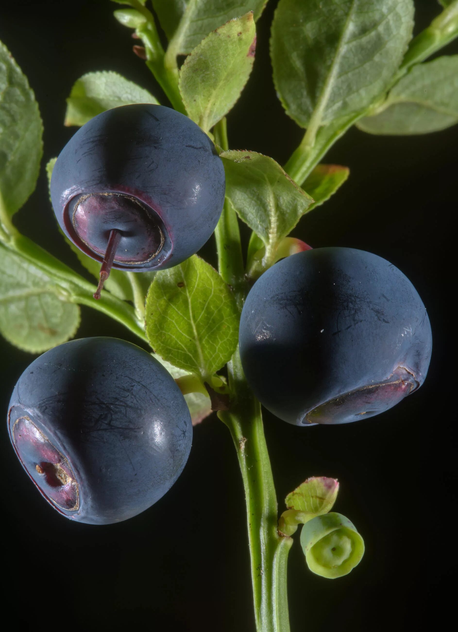 Черника (Vaccinium myrtillus). Черника обыкновенная (Vaccinium myrtillus l.). Vaccinium myrtillus черника ягоды. Vaccínium myrtíllus.