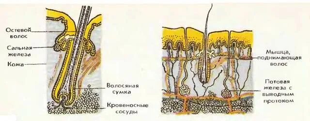 Каково строение кожи млекопитающих. Строение кожи и волоса млекопитающих. Строение кожи и волоса млекопитающего рисунок. Строение шерстяного Покрова у млекопитающих. Строение кожи (волосяного Покрова) млекопит.