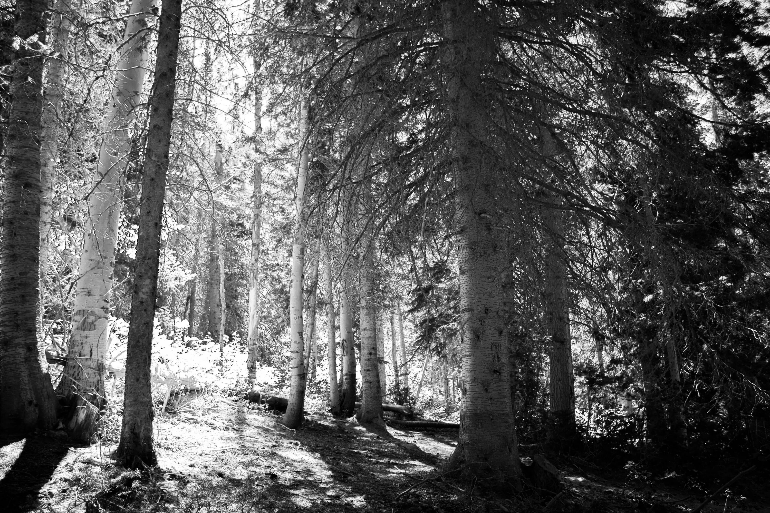 Самый черный лес. Черно белый лес. Белый лес. Черный лес. Деревья в лесу.