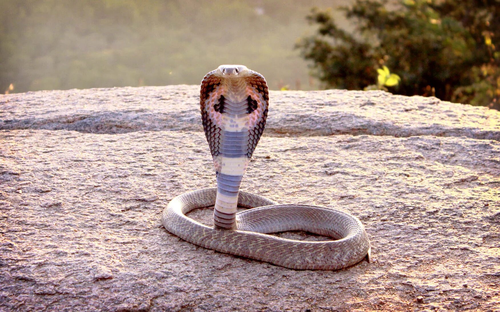 кольчатая водяная кобра. ядовитая змея королевская кобра. змея очковая кобра. кобра змея животное. королевская кобра гамадриад.