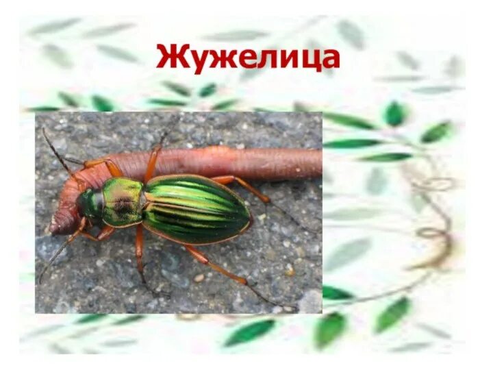 Незаметные защитники урожая. Защитники и вредители урожая. проект незаметные защитники урожая. незаметные вредители урожая.