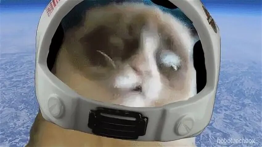 Мемы с котами в космосе Pin de Gerb Sims en Lolzkinzfest Animales en el espacio, Gato espacial, Loca de