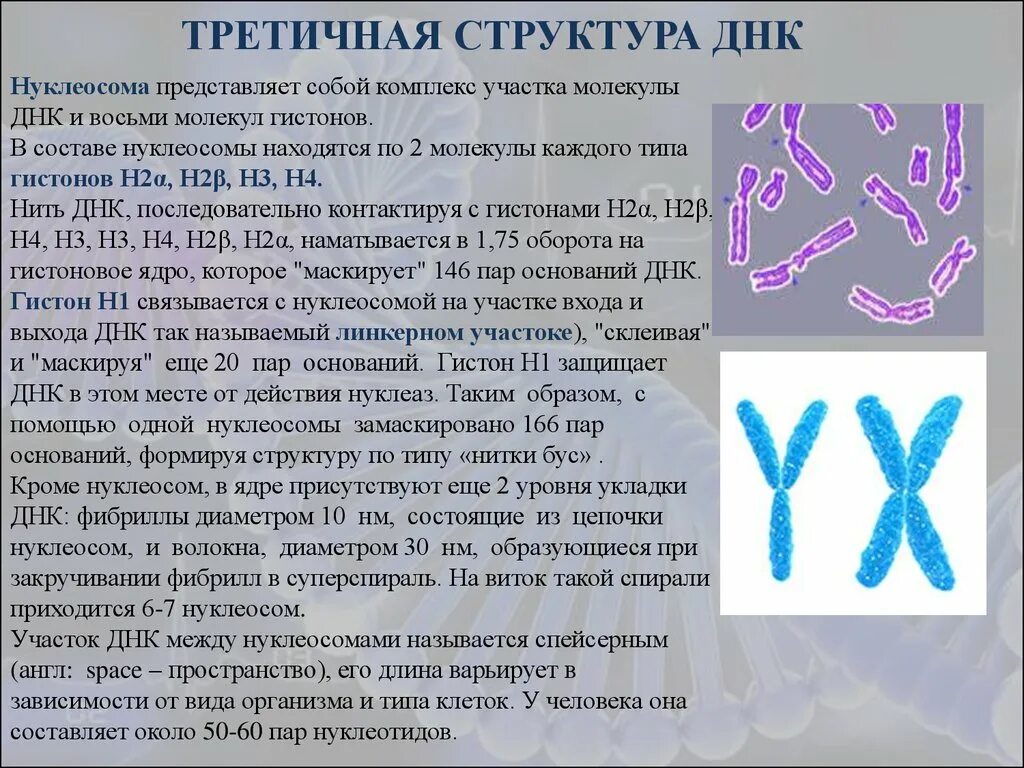 Третичная структура структура ДНК. Первичная вторичная и третичная структура ДНК биохимия. Третичная структура ДНК строение хроматина. Структурная организация ДНК: третичная структура.