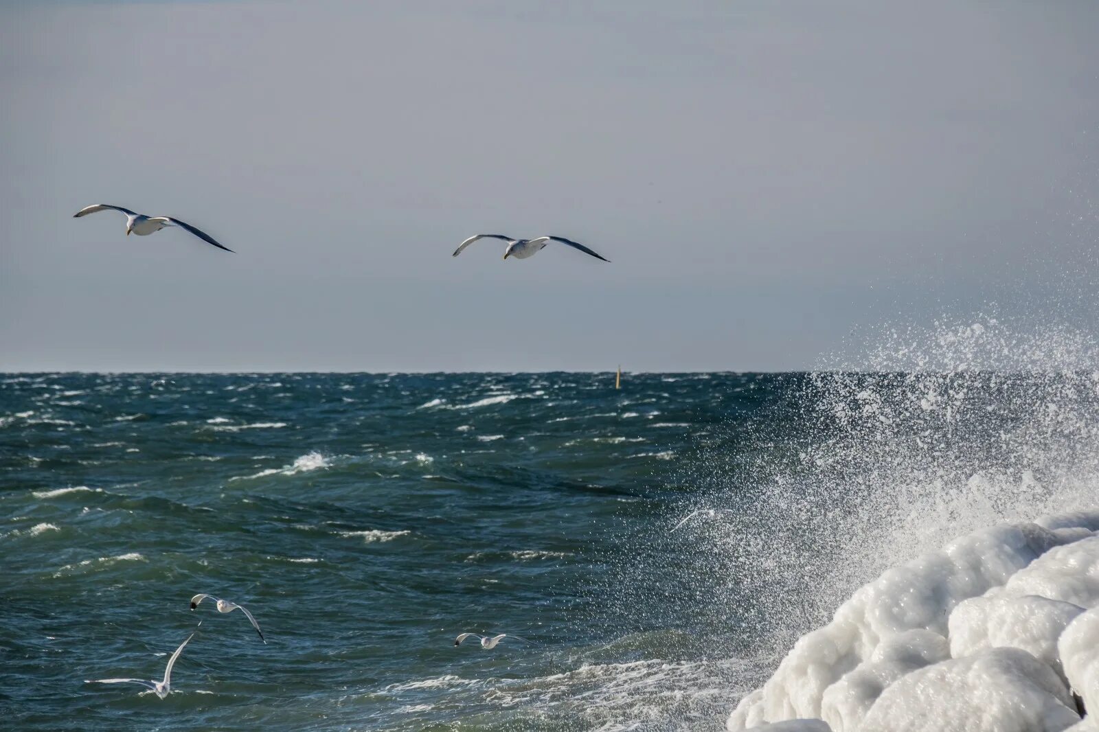 Волны и чайки над морем. Чайки над морем. Море волны Чайки. Берег моря Чайка. Океан и Чайки.