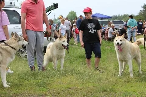 Топ дог выставки собак