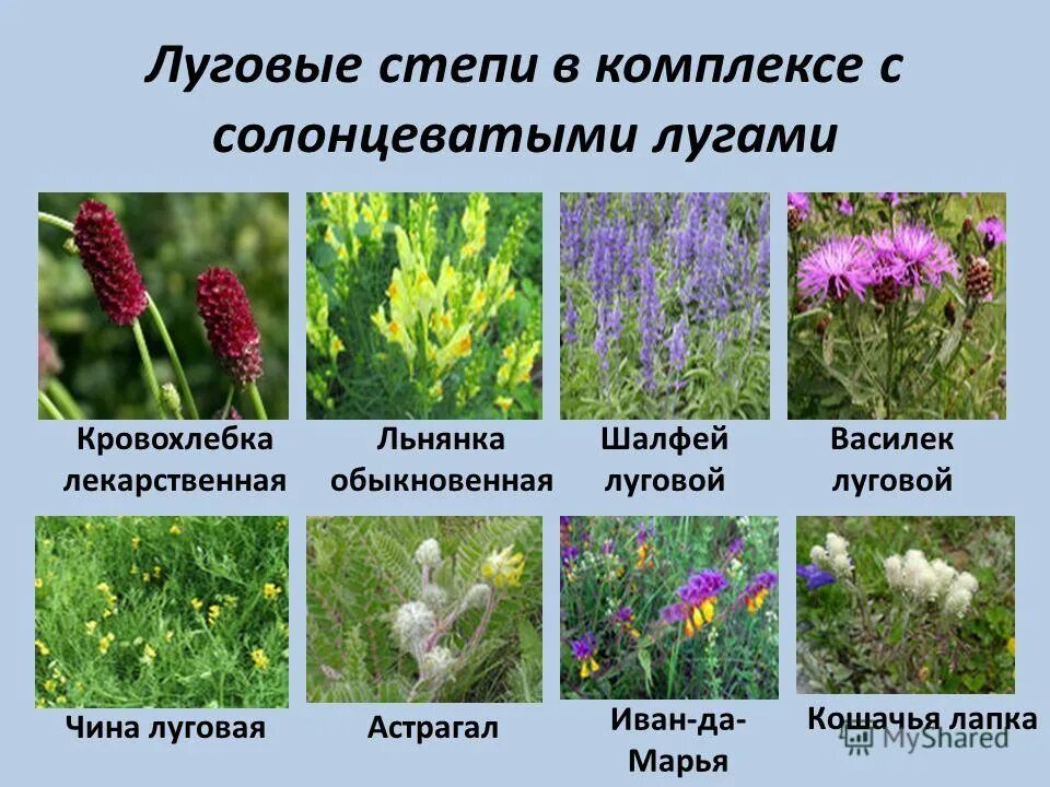 Названия растений луга которые похожи на животных. Типичные растения луга. Луга. Растения схожие с животными на лугу. Животные луга.