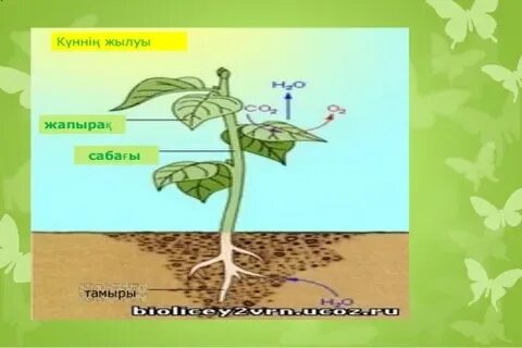Порноның бетіне отырды