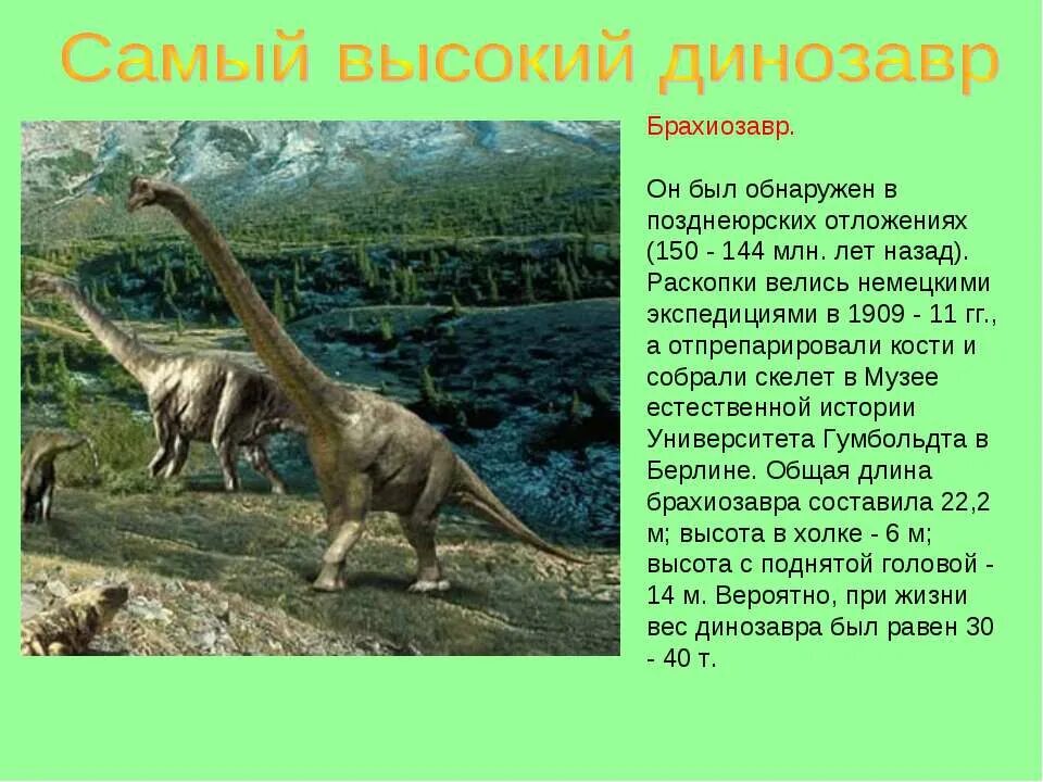 Сообщение о динозаврах