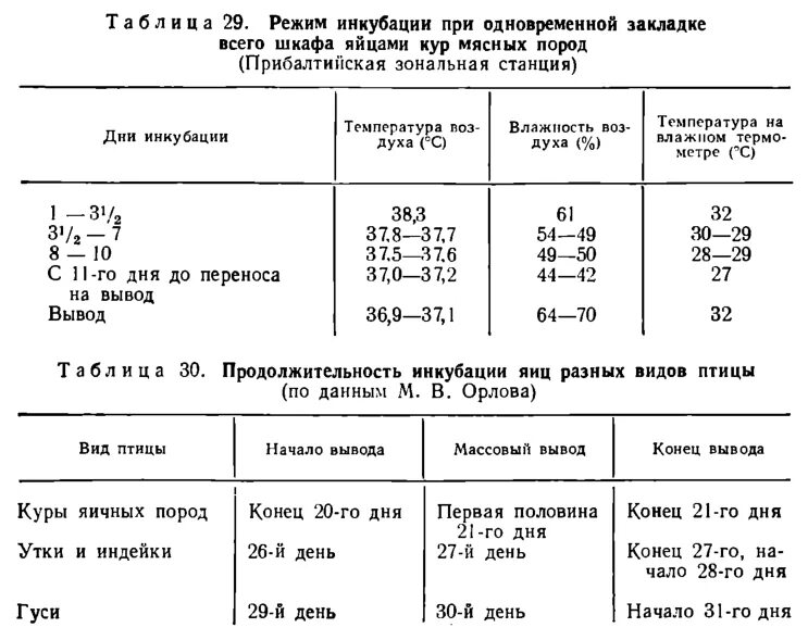 Температура инкубации цыплят