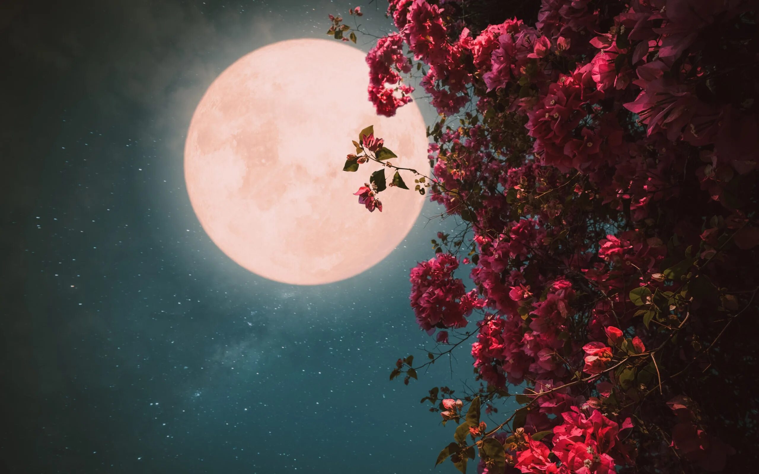 Почему цветочной луны. Луна и цветы. Красивая Луна. Розовая Луна. Полнолуние.