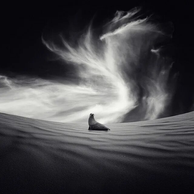 Что значат черно белые сны. Фотограф луис бельтран. черно белые сны. белый сон. грустная пустыня.
