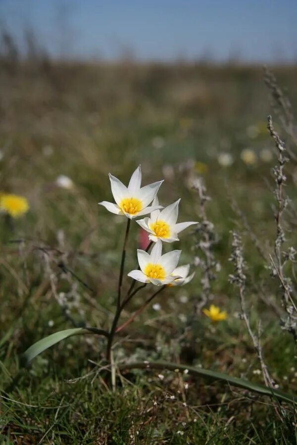 Тюльпан двухцветковый. Tulipa biflora. Тюльпан двухцветковый Калмыкия.