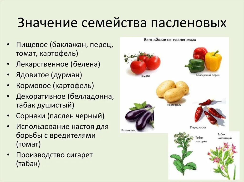 Род паслен класс двудольные семейство пасленовые. Овощные культуры семейства пасленовых. Овощи семейства пасленовых перечень. Паслёновые растения представители семейства. Представители семейства пасленовых 4 класс.