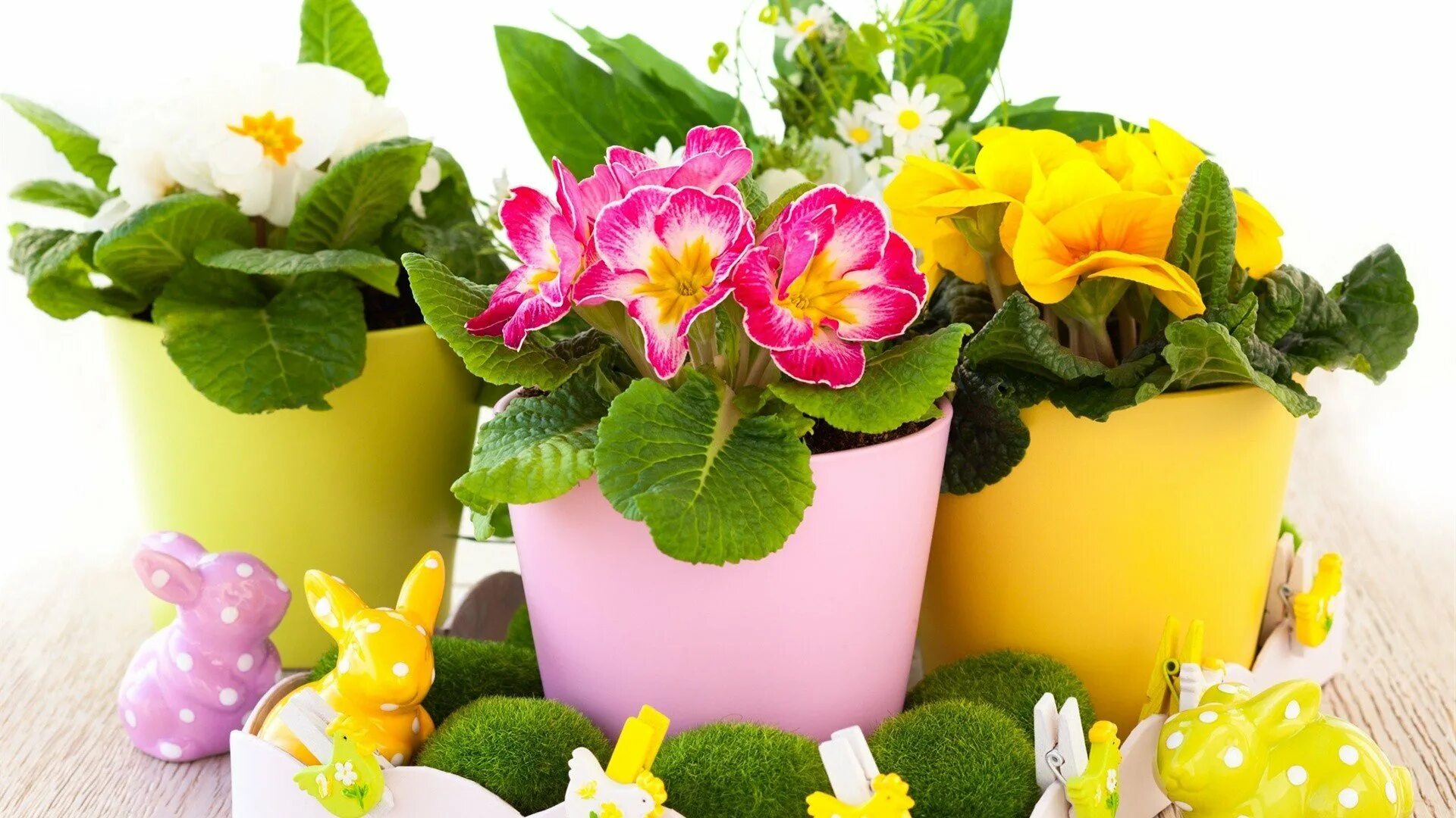 8 в горшочке. 8 в горшочке. керамический горшок с функцией естественного полива дания. горшок диаметром 7 см. кипарисовик в горшке.