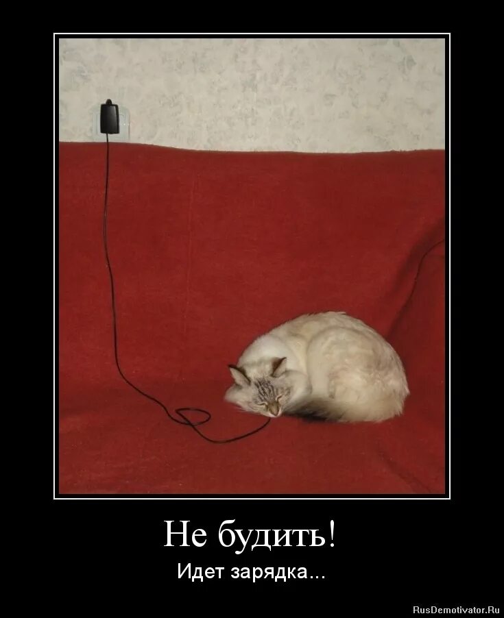 будете или будите как правильно пишется. будите или будете как правильно писать на русском. тигр который пришел выпить чаю. будите приходить. будите приходить.