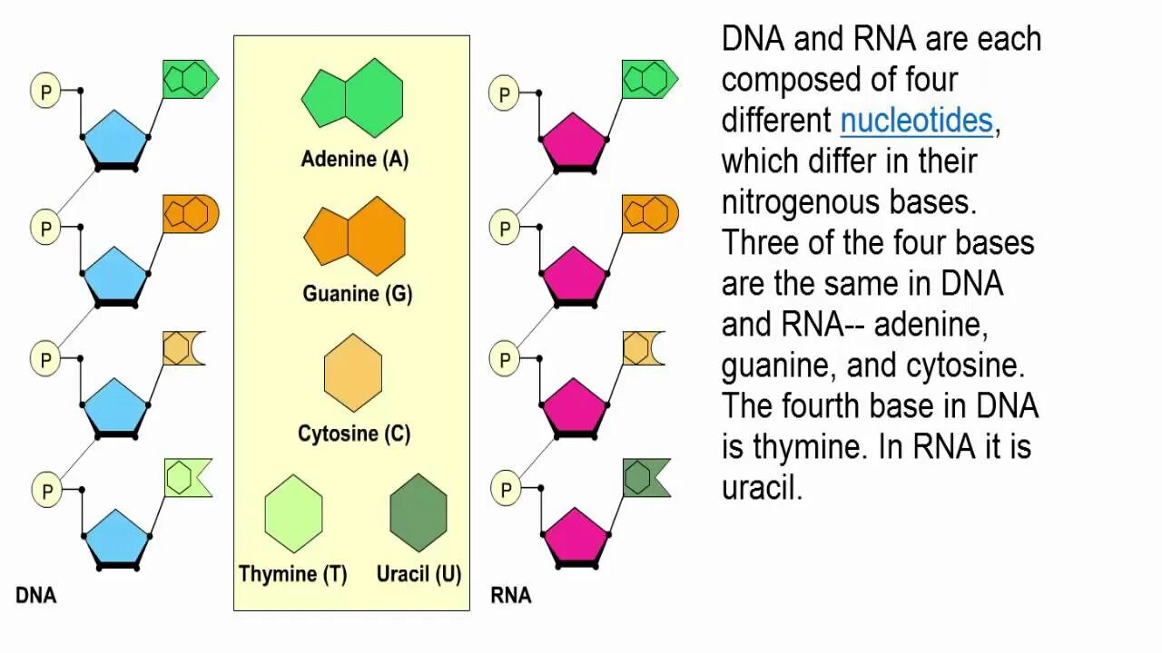 Тест днк рнк. DNA RNA thymine. Properties DNA and RNA. DNA vs RNA. Four Bases of DNA.